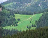 Ścieżka wijąca się przez zieloną łąkę w otoczeniu lasu iglastego w Karkonoszach.