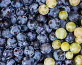 Nahaufnahme von dunklen und hellen Trauben, die an die Herstellung von Wein mit Sulfite erinnern.