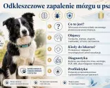 Pies rasy border collie z informacjami o chorobach odkleszczowych u psa: objawy, diagnostyka i profilaktyka.