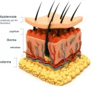 Sezione della pelle: epidermide, derma con vasi sanguigni e follicoli piliferi, e ipoderma adiposo.