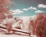 Paisaje urbano con árboles de sauce llorón y edificios, capturado en **fotografía infrarroja** con un cielo azul y nubes blancas.