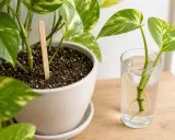 Pothos in vaso e talee in acqua con radici. Consigli per la pothos cura e propagazione.