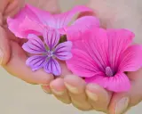 Zarte Hände halten pinke und lila Blüten. Die Malve wirkt beruhigend auf die Psyche, wie diese sanften Farben.