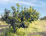 Joven limonero en un campo soleado, listo para aprender como podar un limonero y crecer fuerte.