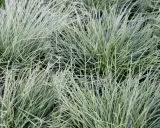 Gros plan sur des touffes de fetuque bleu, une graminée ornementale facile d'entretien, aux fines feuilles bleutées.