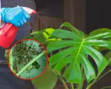 Osoba w niebieskich rękawiczkach opryskuje monstera, na której liściach widać skupiska wciornastków.