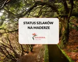 Sprawdź, czy szlaki turystyczne są otwarte na Maderze. Zdjęcie przedstawia ścieżkę wśród bujnej, mszystej roślinności.