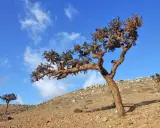 Bäume auf felsigem Hang unter blauem Himmel. Hier wächst der Weihrauchbaum, dessen Harz für Räucherwerk verwendet wird.