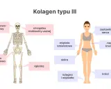 Schemat pokazuje, gdzie występuje kolagen typu III: w skórze, naczyniach krwionośnych, mięśniach, ścięgnach, więzadłach, chrząstkach i kościach.