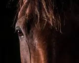 Nahaufnahme eines Pferdekopfes im Schatten. Das Auge wirkt traurig, fast wie ein Schmerzgesicht Pferd, die Mähne fällt ins Dunkel.