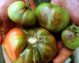Hände halten grüne und rote Tomaten mit braunen Flecken, Anzeichen von Phytophthora an Tomaten.