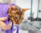 En blöt bengaliskatt, insvept i en lila handduk, ser lite skeptisk ut efter sitt bada.