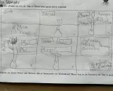 Zeichnung eines Tulpenjahres für das Herbarium der Schule: Von der Zwiebel im Januar bis zur Blüte im Mai und zurück zur Zwiebel im Herbst.