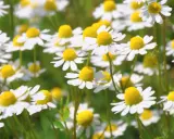 Ein Feld voller Kamillenblüten, bereit zum Kamille ernten. Die kleinen weißen Blüten mit gelben Zentren sind im Fokus.