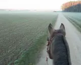 Pferd auf einem Feldweg, Nebel über den Feldern. Der richtige **trabstangen abstand** ist wichtig für ein gutes Training.