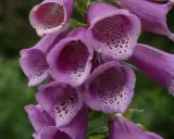 En klunga lila digitalis purpurea-blommor med prickiga insidor mot en grön bakgrund.