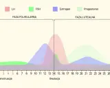 Wykres cyklu hormonalnego. Po owulacji, w fazie lutealnej, progesteron rośnie, przygotowując ciało.