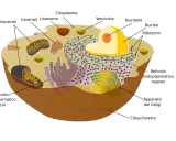 Diagramma di una cellula animale con organelli come mitocondri, nucleo e reticolo endoplasmatico. Il nucleo, con il suo nucleolo, è una parte vitale della cellula.