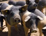 Un gruppo di maiali neri toscani con orecchie maculate e targhette gialle, curiosi e vicini tra loro.