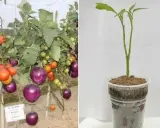 Comparaison : une plante aubergine mature et fruitée à gauche, et un jeune plant d'aubergine à droite.