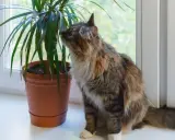 Puszysty kotek z zaciekawieniem wącha liście draceny na parapecie.