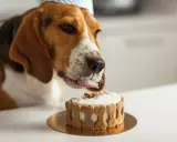 Un beagle porte un chapeau de fête et lèche un délicieux gâteau pour chien orné d'os en biscuit.