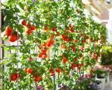 Des tomates sans tuteur grimpent sur un treillage, leurs grappes rouges éclatantes contrastant avec le feuillage vert luxuriant.