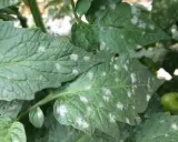 Hojas de tomate con manchas blancas, indicando posible oídio.