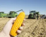 A hand holds a ripe ear of corn, with harvesters and tractors in the background, hinting at the current price per bushel of corn.