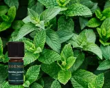 Flacon d'huile essentielle de menthe poivrée bio, entouré de feuilles de menthe fraîche. Attention, la menthe poivrée danger si mal utilisée.
