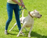 Un chien blanc sur une laisse, visiblement effrayé, se tient sur l'herbe. Mon chien a peur de tout dans la rue, il est si anxieux.