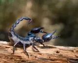Czarny skorpion na drewnie, jakby czytał swój skorpion horoskop miłosny.