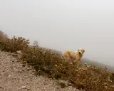Perro dorado y caballo en la niebla. La imagen necesita mejorar nitidez foto para apreciar los detalles del paisaje y los animales.