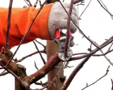 Mit einer orangefarbenen Jacke und Handschuhen wird ein Ast mit einer Astschere geschnitten. Der Apfelbaum wird für den Frühling vorbereitet.