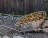 Brouette remplie de fumier de cheval, prête à fertiliser le jardin.