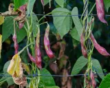 Reife feuerbohnen hängen an der Ranke. Die grünen Blätter und die violett-grünen Schoten sind bereit zum ernten.