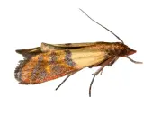 A close-up of an angoumois grain moth with intricate wing patterns.