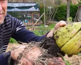 Un jardinier montre une chayotte fraîchement récoltée, avec ses racines encore terreuses. La culture de chayotte est une passion.