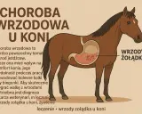 Czy Twój koń cierpi w milczeniu? Rozpoznaj objawy wrzodów!