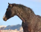 Ein Pferd mit lockigem Fell und einer weißen Blesse steht vor blauem Himmel. Diese curly horses sind einzigartig.