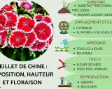 Gros plan sur des œillets de Chine aux pétales rouges et blancs, avec des conseils de culture : substrat, emplacement, arrosage, taille et reproduction.