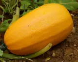 Courge spaghetti mûre, recouverte de gouttes de rosée, prête à être récoltée dans le potager.