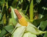 A ripe ear of corn, half yellow and half brown, peeks from its husks amidst the lush green stalks of a block planting cornfield.