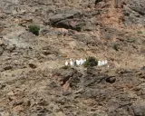 Eine Gruppe von Berber-Algeriern in traditioneller Kleidung wandert auf einem felsigen Hang.