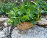 A basket overflows with freshly harvested lemon balm leaves, ready for tea or culinary use.