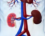 Anatomia nerek z widocznym przekrojem, ukazująca naczynia krwionośne. W tle zarys tułowia, sugerujący lokalizację narządów. Obraz może ilustrować problemy zdrowotne, jak rak brodawkowaty nerki.