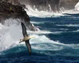 Un albatros volteggia maestoso tra onde impetuose e scogliere battute dal vento, un'immagine che evoca la poesia del mare.