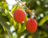 Deux litchis rouges et texturés pendent d'une branche, sur fond de feuilles vertes. Un arbre à litchi en France, une belle surprise !