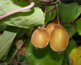 Trois kiwis velus pendent d'une branche. L'un d'eux est prêt à être cueilli, parfait pour planter un kiwi autofertile.