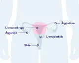 Illustration av kvinnliga reproduktionsorganen med etiketter. Kan vara relevant vid diskussion om framfallsoperation risker.